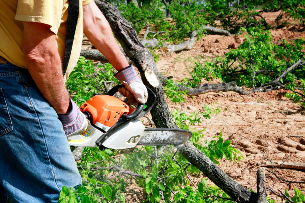 Tree Removal for Businesses